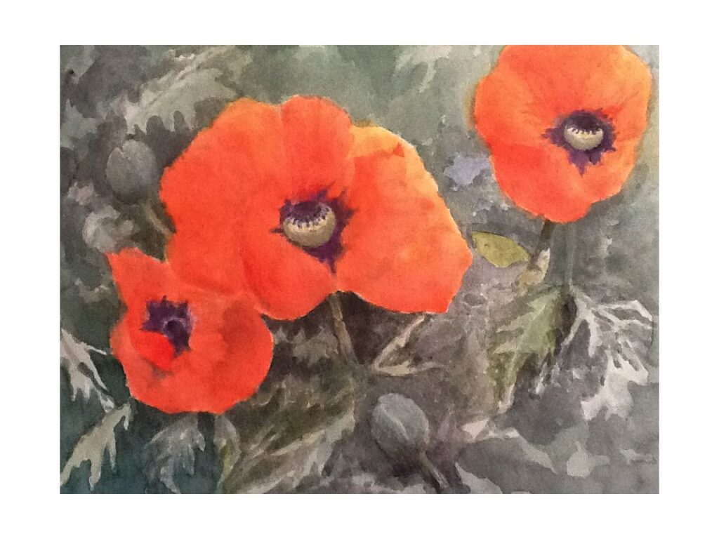 Painting of poppies by Rosemarie Deepwell